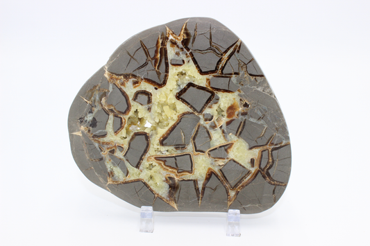 Utah Septarian Slab - C