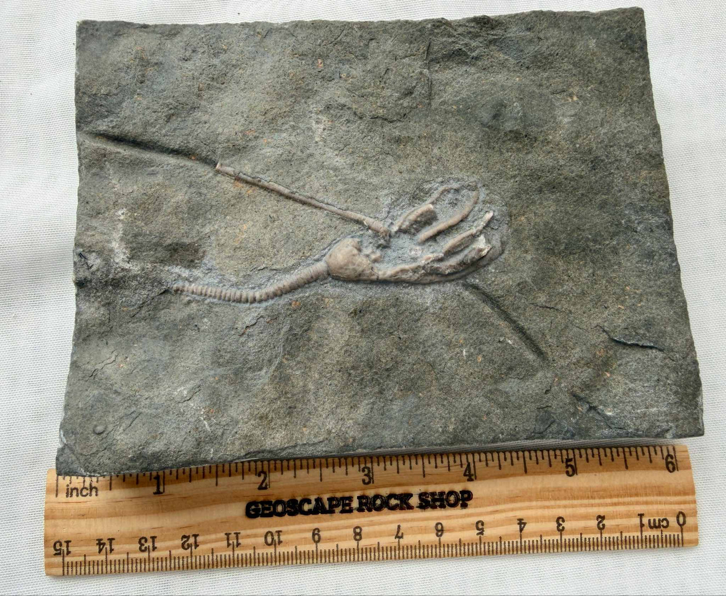 Crinoid Crown/stem