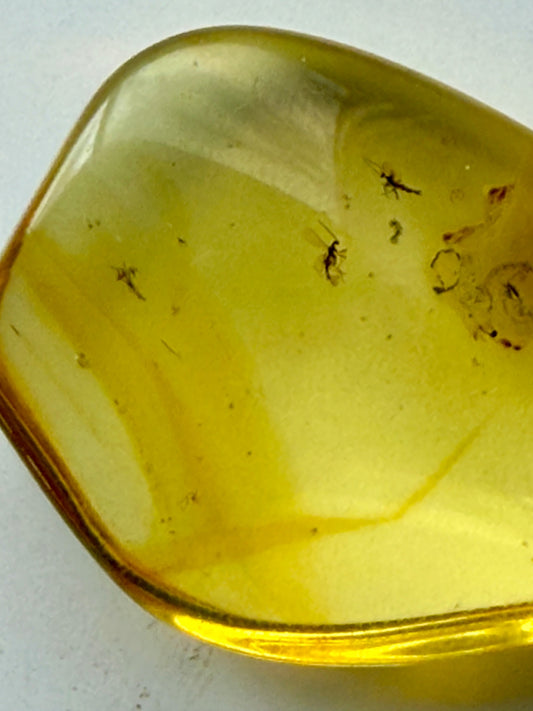 Baltic Amber with Bugs (B)