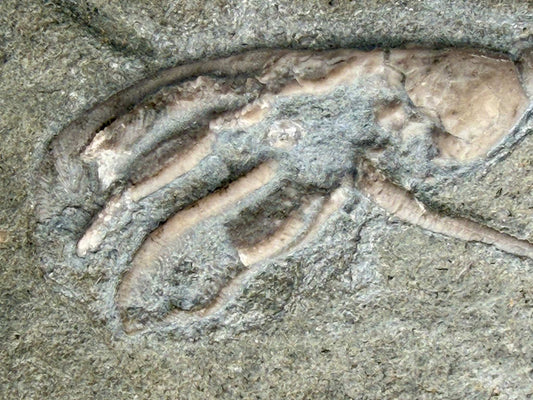 Crinoid Crown/stem