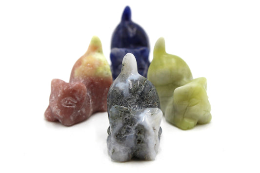 Playful Kitty Tumbles